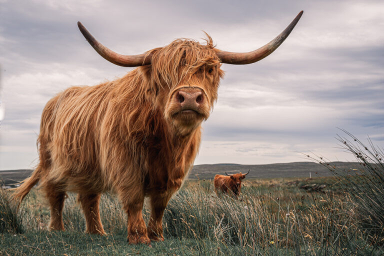 Highland Cow: The Majestic Breed of the Highlands